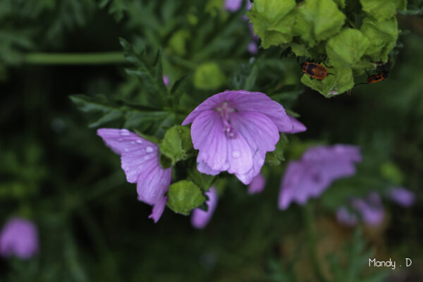 Photo - Fleur - Mauve Musquée