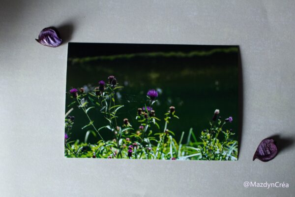 Photo - Fleur - Centaurea nigra – Image 2