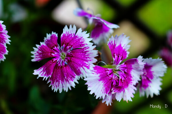 Photo - Fleur - oeillet de poète