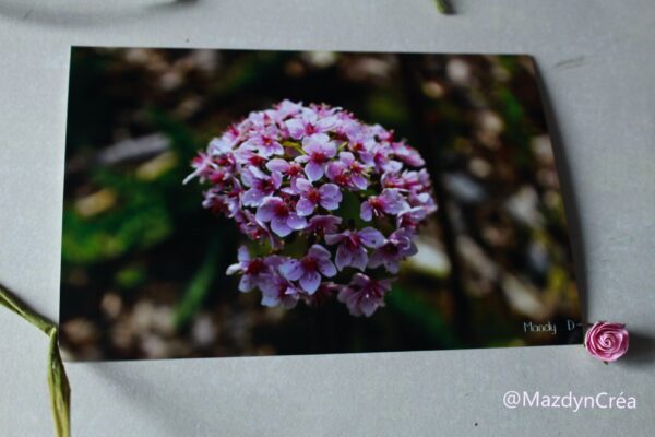 Photo - Fleur - Darmera peltata – Image 2