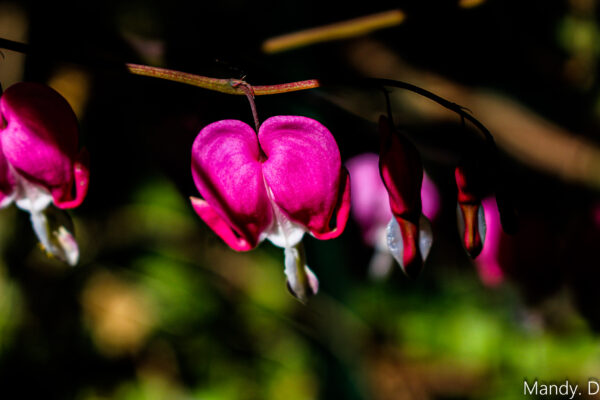 Photo Fleur - Coeur de Marie