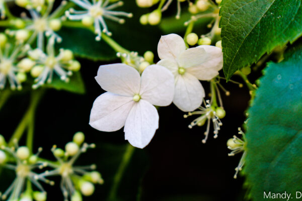 Photo - Fleur - Hortensia grimpant