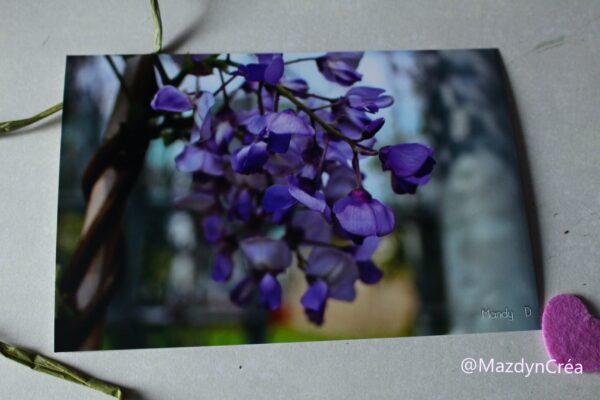 Photo - Fleur - Glycine – Image 2