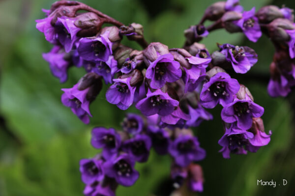 Photo Fleur - Bergenia crassifolia