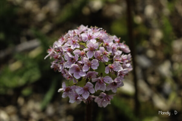 Photo - Fleur - Darmera peltata