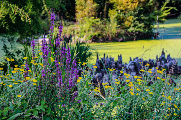 Photo Jardin du Château de Bellenaul - Fleurs