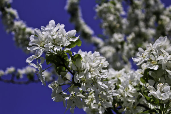 Photo - Fleur - pommier de chine