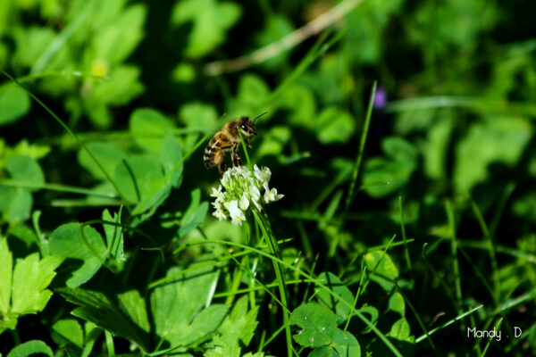 Photo - Abeille et trèfle blanc