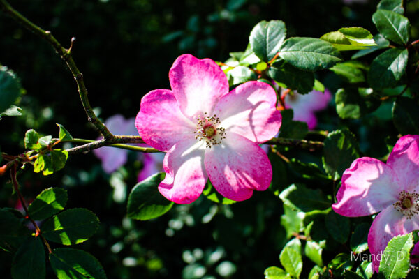 Photo - Fleur - Rosier des alpes