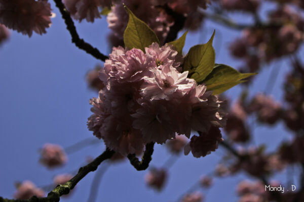 Photo - Fleur - Cerisier du japon