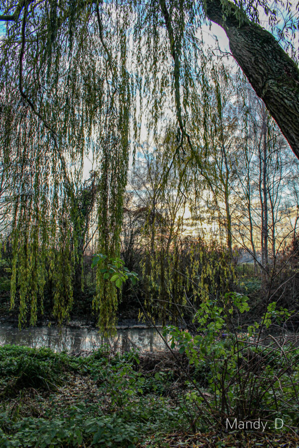 Photo - Nature - Wasquehal Automne