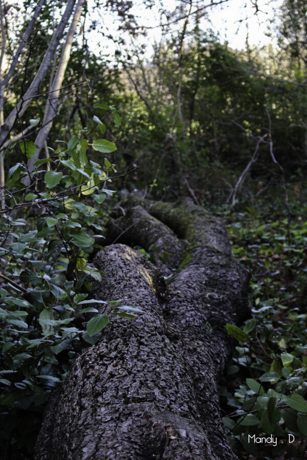 Photo - Base Canoë Kayak Lavalette – arbre