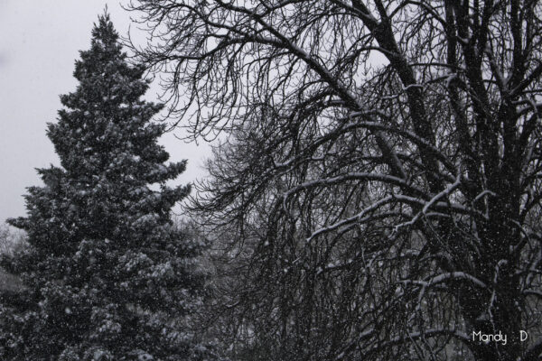 Photo - Montpellier sous la neige (2)