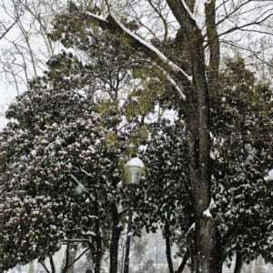 Photo - Montpellier sous la neige (1)