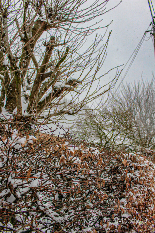 Photo - Wasquehal sous la neige