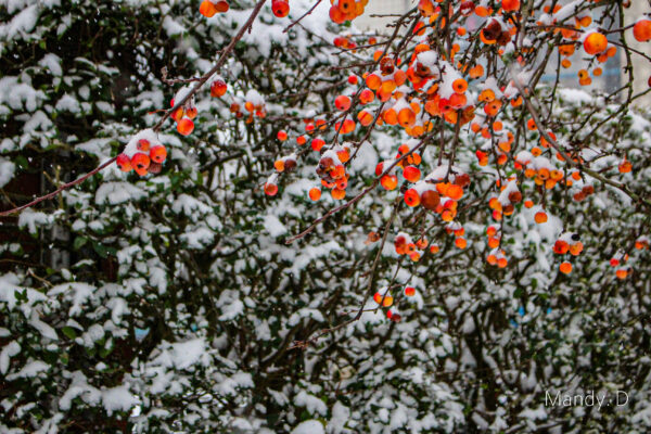 Photo - Celastrus scandens L.(Bourreau-des-arbres) en hiver